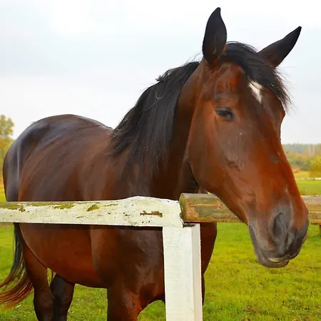 Gospodarstwo agroturystyczne Zielona Dolina Nowogrodek Pomorski