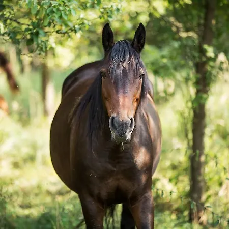 Zielona Dolina Nowogrodek Pomorski