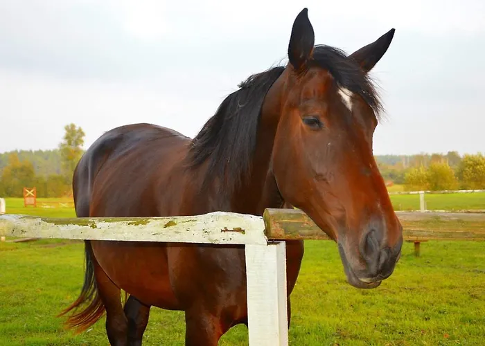 Agroturismo Zielona Dolina Nowogrodek Pomorski