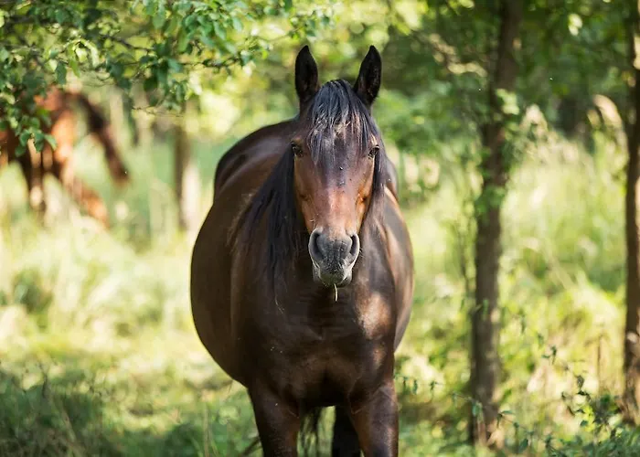 Zielona Dolina Nowogrodek Pomorski